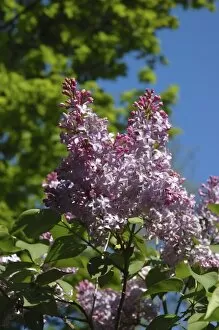 USA, Massachusetts, Reading, Lilac tree