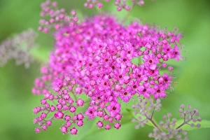 Reading Prints: USA, Massachusetts, Reading, Spiraea