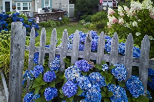 Images Dated 5th August 2013: USA, Massachusetts, Rockport, Long Beach, hydrangea flowers