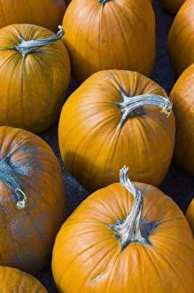 Images Dated 29th September 2013: USA, Massachusetts, Salisbury, pumpkins, autumn