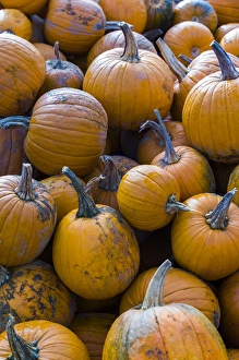 Images Dated 29th September 2013: USA, Massachusetts, Salisbury, pumpkins, autumn