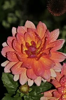 Images Dated 23rd September 2006: USA, Massachusetts, Shelburne Falls. A flower on Shelburnes Bridge of Flowers