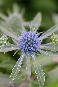 Images Dated 8th July 2006: USA, Massachusetts, Shelburne Falls. A flower on the Bridge of Flowers