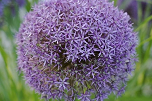 Images Dated 15th June 2007: USA, Massachusetts, Shelburne Falls. The Bridge of Flowers