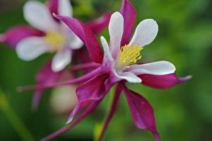 Images Dated 15th June 2007: USA, Massachusetts, Shelburne Falls. Flowers on Shelburnes Bridge of Flowers