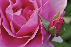 Images Dated 15th June 2007: USA, Massachusetts, Shelburne Falls. A full and a budding rose on the Bridge of Flowers