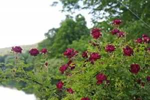 Images Dated 15th June 2007: USA, Massachusetts, Shelburne Falls. Roses on Shelburnes Bridge of Flowers