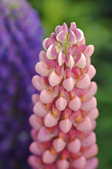 Images Dated 15th June 2007: USA, Massachusetts, Shelburne Falls. Flowers on Shelburnes Bridge of Flowers