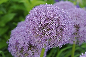 Images Dated 15th June 2007: USA, Massachusetts, Shelburne Falls. Flowers on Shelburnes Bridge of Flowers