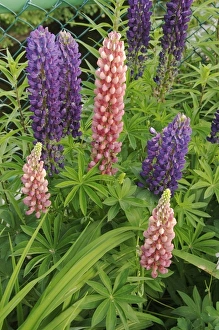 Images Dated 15th June 2007: USA, Massachusetts, Shelburne Falls. Flowers on Shelburnes Bridge of Flowers