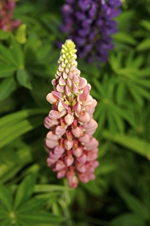 Images Dated 15th June 2007: USA, Massachusetts, Shelburne Falls. Flowers on Shelburnes Bridge of Flowers