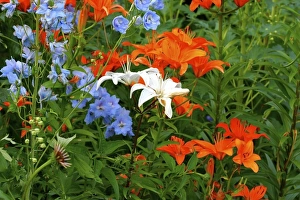 Images Dated 8th July 2006: USA, Massachusetts, Shelburne Falls. Flowers on the Bridge of Flowers