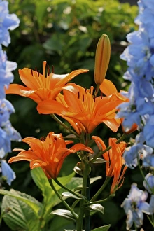 Images Dated 8th July 2006: USA, Massachusetts, Shelburne Falls. Flowers on the Bridge of Flowers