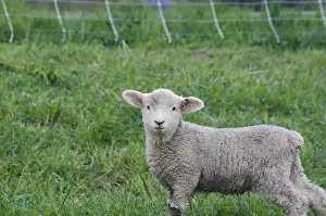 Lamb Prints: USA, Massachusetts, Shelburne. A lamb looks at the photographer