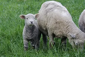 Lamb Prints: USA, Massachusetts, Shelburne. A lamb stands next to a sheep among tall grass