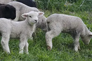 Lamb Prints: USA, Massachusetts, Shelburne. Lambs walk and munch on tall grass