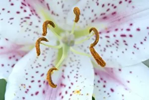 Images Dated 30th July 2007: USA; Massachusetts; Stockbridge; Oriental Hybrid lily