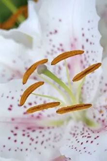 Images Dated 30th July 2007: USA; Massachusetts; Stockbridge; Oriental Hybrid lily