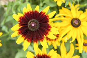 Images Dated 12th October 2013: USA, Massachusetts, Wareham, Black-eyed Susan