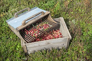 Images Dated 12th October 2013: USA, Massachusetts, Wareham, cranberries