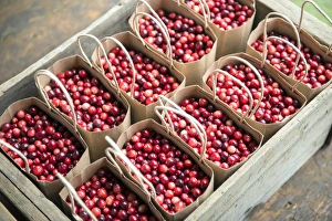 USA, Massachusetts, Wareham, cranberries