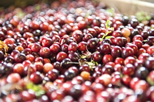 Berry Prints: USA, Massachusetts, Wareham, cranberries