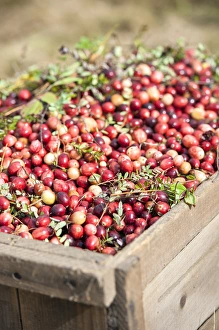 USA, Massachusetts, Wareham, cranberries