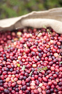 Images Dated 12th October 2013: USA, Massachusetts, Wareham, cranberries