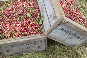 USA, Massachusetts, Wareham, cranberries