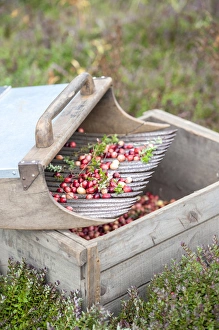 Cranberry Prints: USA, Massachusetts, Wareham, cranberries and scoop
