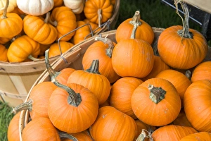 Harvest Prints: USA, Massachusetts, Wareham, pumkins
