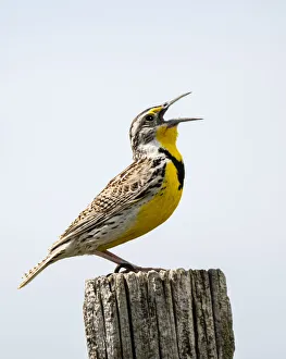 USA, Meadowlark, bird