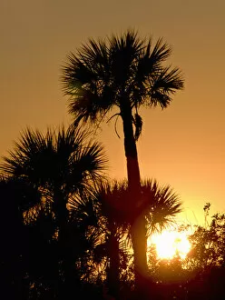 USA, Merrit Island National Wildlife Refuge, cabbage palms at sunset