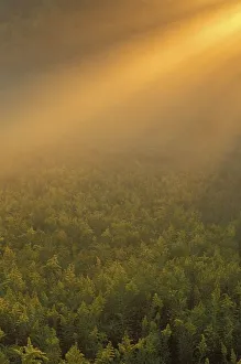 Golden Rod Prints: USA, Michigan
