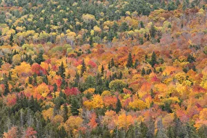 Leaves Prints: USA, Michigan. Autumn foliage viewed from Brockway Summit Drive in the Keewenaw Peninsula