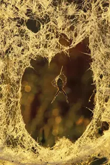 USA, Michigan, Black-and-yellow argiope spider spinning a new web. Credit as: Mark