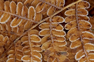 Light Brown Prints: USA, Michigan, Brachen fern section with frost