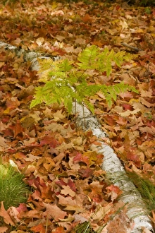USA, Michigan, Chequamegon National Forest. Western bracken fern growing alongside