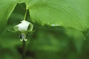 Curl Prints: USA, Michigan, Close-up of nodding trillium flower hangs beneath leaf in springtime