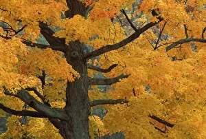 Sugar Maple Prints: USA, Michigan, Close-up of sugar maple tree in autumn