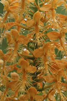 Mark Carlson Prints: USA, Michigan, Close-up of yellow fringed orchid with dew in summertime. Credit as