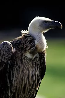 USA, Michigan, Detroit, Detroit Zoo. Vulture