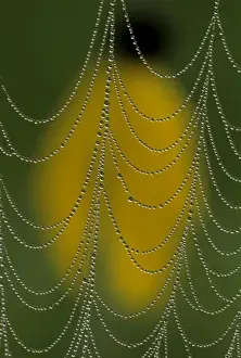 Images Dated 7th March 2009: USA, Michigan. Dewy web section in front of prairie coneflower blossom