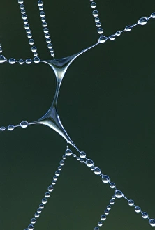 Images Dated 7th March 2009: USA, Michigan. Dewy web section with water span