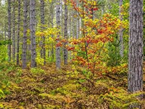 USA, Michigan. Fall color in the hardwood forest of the Upper Peninsula