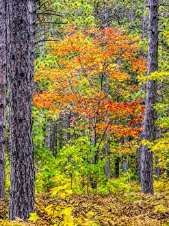 USA, Michigan. Fall color in the hardwood forest of the Upper Peninsula