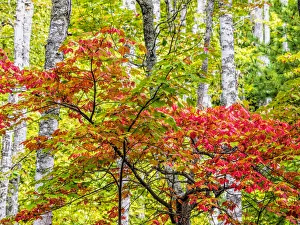 USA, Michigan. Fall color in the hardwood forest of the Upper Peninsula