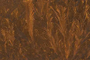 Feathery Prints: USA, Michigan, Golden frost patterns on window at sunrise. Credit as: Mark Carlson