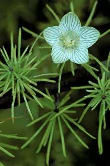 Images Dated 6th June 2007: USA, Michigan, Grass of Parnassus flower growing through tamarack tree needles in autumn