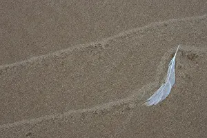 Simplicity Prints: USA, Michigan, Gull feather and wave lines on Lake Michigan beach. Credit as: Mark